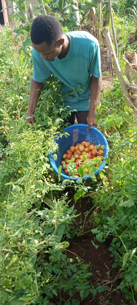 Cueillette de tomates