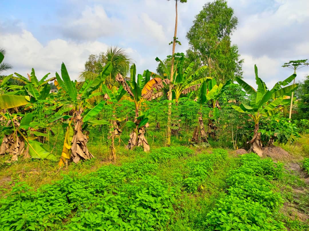 Image portrait de la ferme