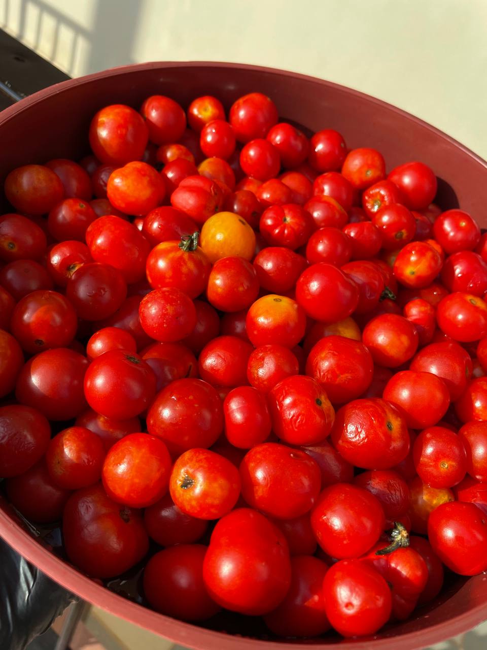 Plantation de tomates