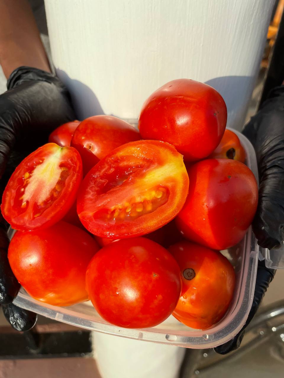 Plantation de tomates